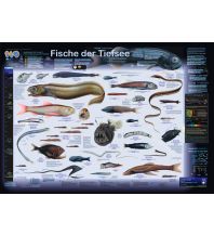 Diving / Snorkeling Fische der Tiefsee Planet Poster Editions