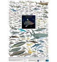 Diving / Snorkeling Haie der Tiefsee Planet Poster Editions